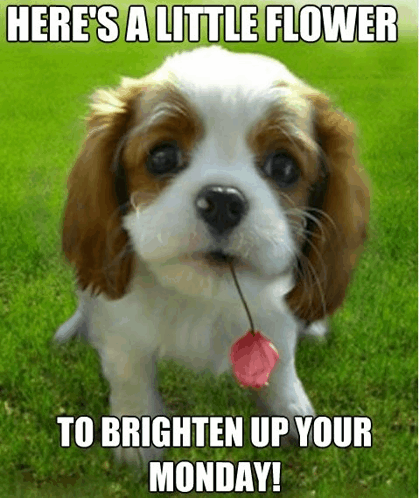 Meme with dog: "Here's a little flower to brighten up you Monday!"