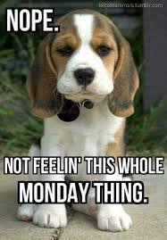 Meme with dog: "Not feelin' this whole Monday thing."