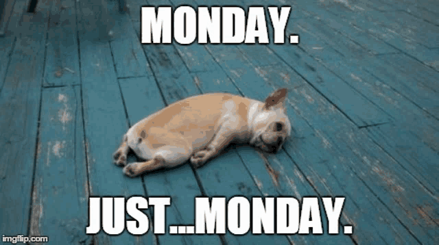 Meme with dog: "Monday. Just... Monday."